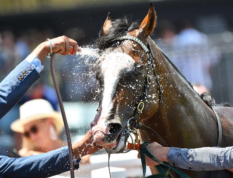 MELBOURNE, AUSTRALIA - FEBRUARY 12: Lofty Strike is hosed down after winning Race 3, the Neds Blue Diamond Prelude C&g, during Melbourne Racing at Caulfield Racecourse on February 12, 2022 in Melbourne, Australia. (Photo by Vince Caligiuri/Getty Images)