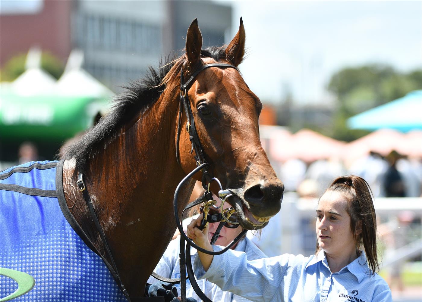MELBOURNE, AUSTRALIA - FEBRUARY 12: Unanimous after winning Race 1, the The Big Screen Company Handicap, during Melbourne Racing at Caulfield Racecourse on February 12, 2022 in Melbourne, Australia. (Photo by Vince Caligiuri/Getty Images)