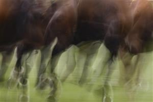 SYDNEY, AUSTRALIA - FEBRUARY 12: Horses round the first bend for race 3 the Bisley Workwear Handicap during Sydney Racing at Royal Randwick Racecourse on February 12, 2022 in Sydney, Australia. (Photo by Jenny Evans/Getty Images)