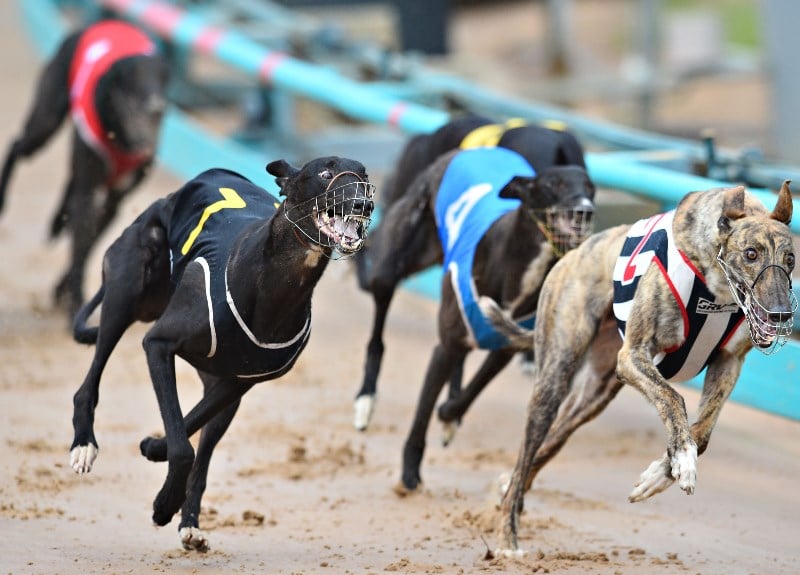 Greyhound Tips