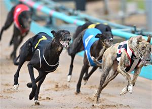 Today's Greyhound Racing Tips for The Gardens & Wentworth Park