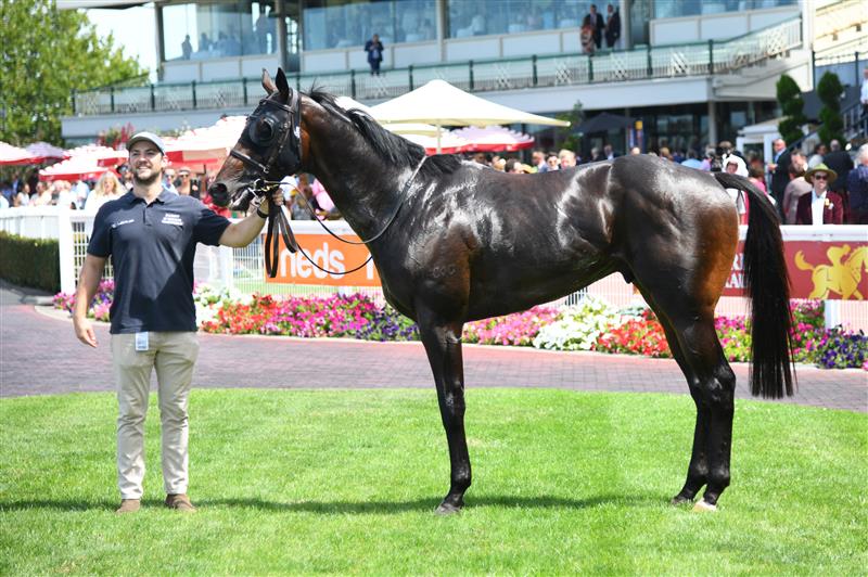 MELBOURNE, AUSTRALIA - FEBRUARY 26: Finance Tycoon after winning Race 1, the Neds Zeditave Stakes, during Melbourne Racing at Caulfield Racecourse on February 26, 2022 in Melbourne, Australia. (Photo by Vince Caligiuri/Getty Images)