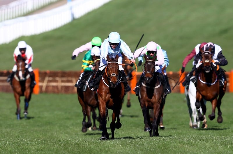 champion hurdle cheltenham honeysuckle