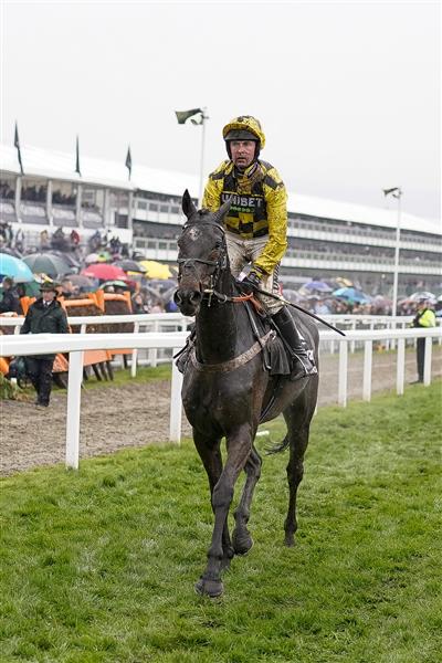 CHELTENHAM, ENGLAND - MARCH 16: Nico de Boinville riding Shishkin return after being pulled up during The Betway Queen Mother Champion Chase on day two of The Festival at Cheltenham Racecourse on March 16, 2022 in Cheltenham, England. (Photo by Alan Crowhurst/Getty Images)