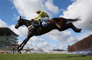 shishkin cheltenham