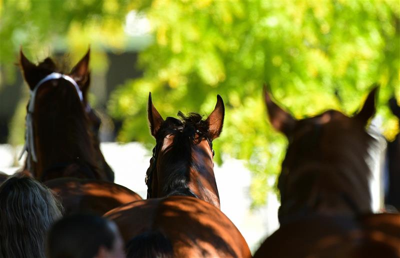 MELBOURNE, AUSTRALIA - MARCH 26:  General view of horses parading during Mornington Cup Day at Mornington Racecourse on March 26, 2022 in Melbourne, Australia. (Photo by Vince Caligiuri/Getty Images)