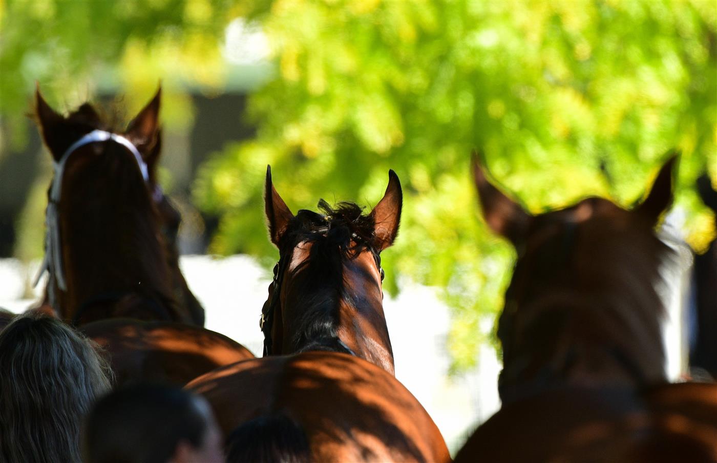 MELBOURNE, AUSTRALIA - MARCH 26:  General view of horses parading during Mornington Cup Day at Mornington Racecourse on March 26, 2022 in Melbourne, Australia. (Photo by Vince Caligiuri/Getty Images)