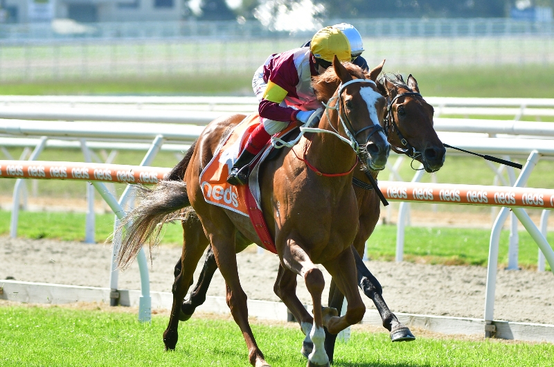 Sydney Cup Betting Odds