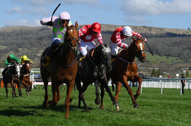 triumph hurdle