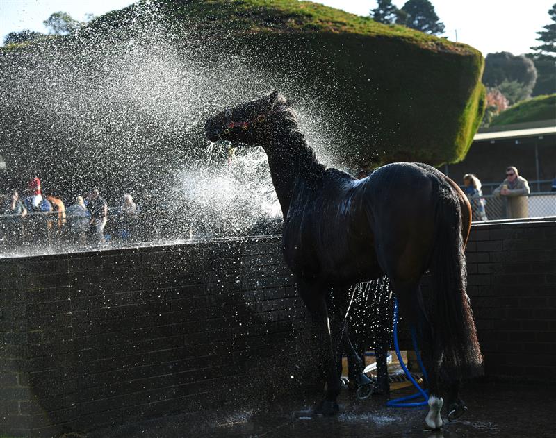 WARRNAMBOOL, AUSTRALIA - MAY 03: Bermadez is washed down after winning Race 8,  the Magic Millions National Sale Handicap, during Brierly Steeplechase day at Warrnambool Racing Club on May 03, 2022 in Warrnambool, Australia. (Photo by Vince Caligiuri/Getty Images)