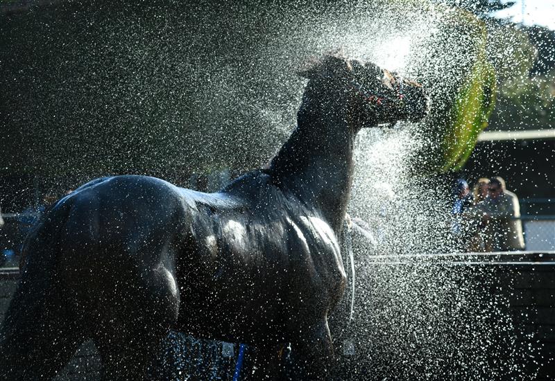 WARRNAMBOOL, AUSTRALIA - MAY 03: Bermadez is washed down after winning Race 8,  the Magic Millions National Sale Handicap, during Brierly Steeplechase day at Warrnambool Racing Club on May 03, 2022 in Warrnambool, Australia. (Photo by Vince Caligiuri/Getty Images)