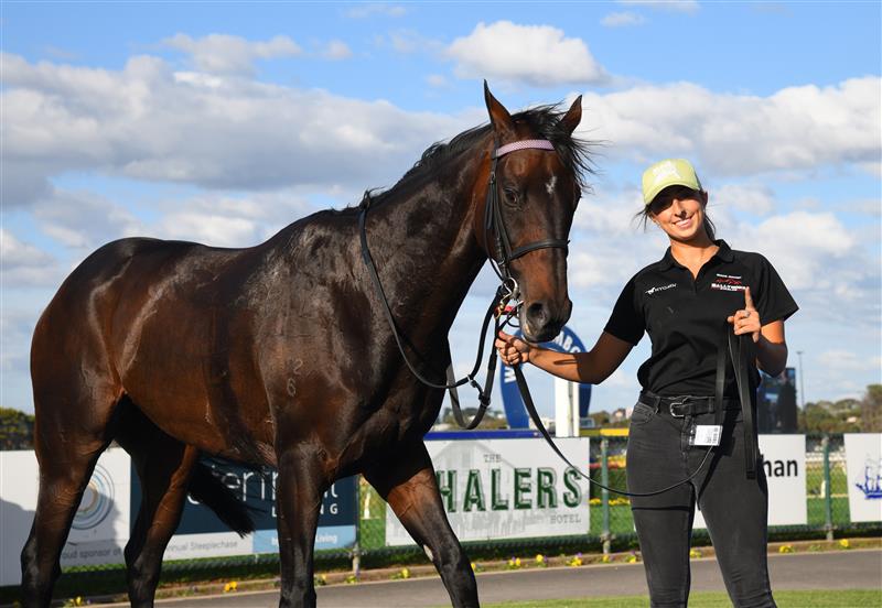 WARRNAMBOOL, AUSTRALIA - MAY 03:  Bermadez after winning Race 8,  the Magic Millions National Sale Handicap, during Brierly Steeplechase day at Warrnambool Racing Club on May 03, 2022 in Warrnambool, Australia. (Photo by Vince Caligiuri/Getty Images)