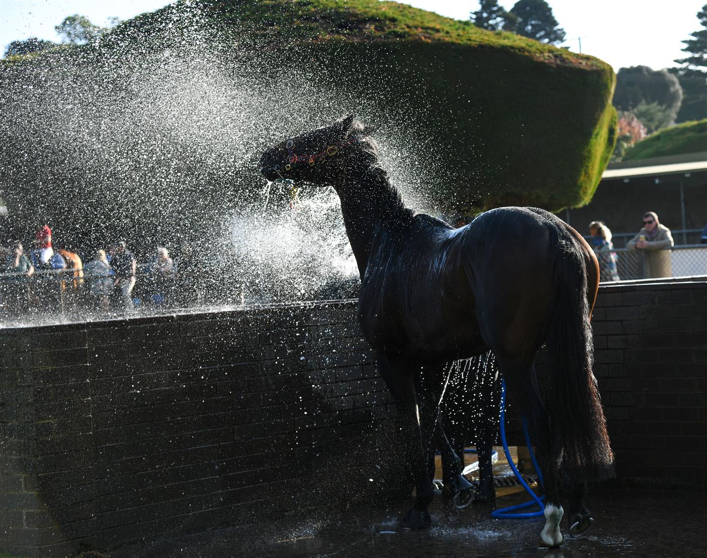 WARRNAMBOOL, AUSTRALIA - MAY 03: Bermadez is washed down after winning Race 8,  the Magic Millions National Sale Handicap, during Brierly Steeplechase day at Warrnambool Racing Club on May 03, 2022 in Warrnambool, Australia. (Photo by Vince Caligiuri/Getty Images)