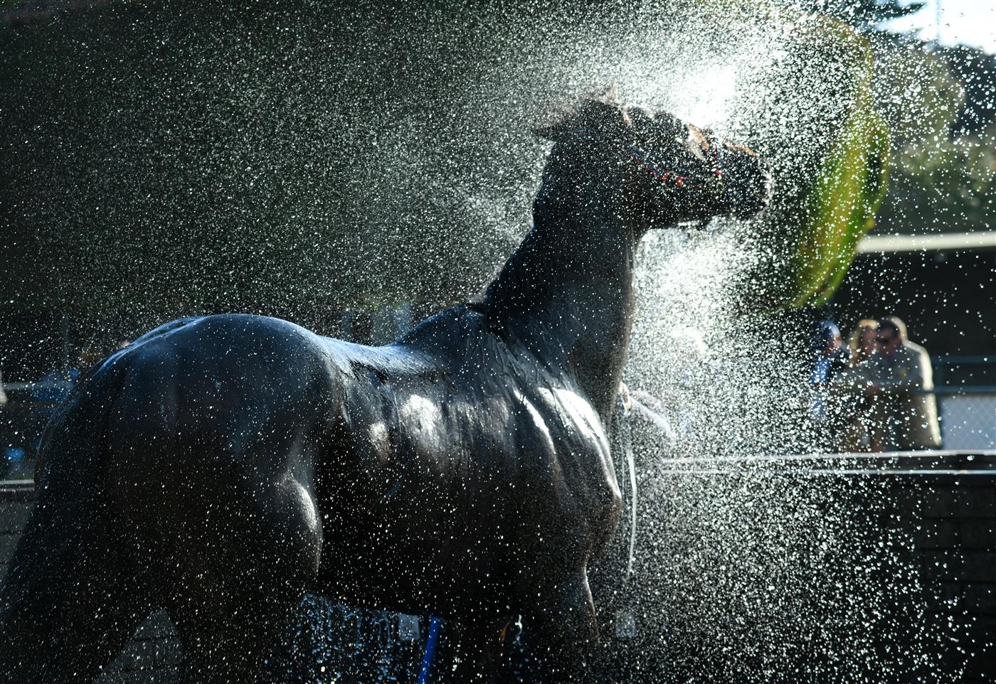 WARRNAMBOOL, AUSTRALIA - MAY 03: Bermadez is washed down after winning Race 8,  the Magic Millions National Sale Handicap, during Brierly Steeplechase day at Warrnambool Racing Club on May 03, 2022 in Warrnambool, Australia. (Photo by Vince Caligiuri/Getty Images)