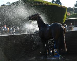 WARRNAMBOOL, AUSTRALIA - MAY 03: Bermadez is washed down after winning Race 8, the Magic Millions National Sale Handicap, during Brierly Steeplechase day at Warrnambool Racing Club on May 03, 2022 in Warrnambool, Australia. (Photo by Vince Caligiuri/Getty Images)