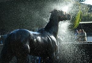 WARRNAMBOOL, AUSTRALIA - MAY 03: Bermadez is washed down after winning Race 8, the Magic Millions National Sale Handicap, during Brierly Steeplechase day at Warrnambool Racing Club on May 03, 2022 in Warrnambool, Australia. (Photo by Vince Caligiuri/Getty Images)