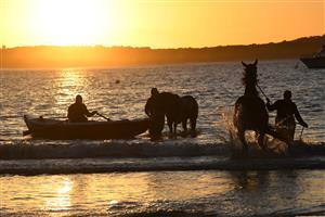 WARRNAMBOOL, AUSTRALIA - MAY 03: General view of Matthew Williams racing during a trackwork session at Lady Bay beach on May 03, 2022 in Warrnambool, Australia. (Photo by Vince Caligiuri/Getty Images)