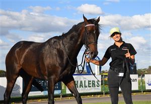 WARRNAMBOOL, AUSTRALIA - MAY 03: Bermadez after winning Race 8, the Magic Millions National Sale Handicap, during Brierly Steeplechase day at Warrnambool Racing Club on May 03, 2022 in Warrnambool, Australia. (Photo by Vince Caligiuri/Getty Images)