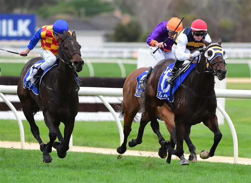 WARRNAMBOOL, AUSTRALIA - MAY 04: Jamie Kah riding Toregene winning Race 2, the Western District Electrical Maiden, during Galleywood Hurdle day at Warrnambool Racing Club on May 04, 2022 in Warrnambool, Australia. (Photo by Vince Caligiuri/Getty Images)