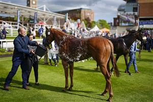 YORK, ENGLAND - MAY 11: Cooling down at York Racecourse on May 11, 2022 in York, England. (Photo by Alan Crowhurst/Getty Images)