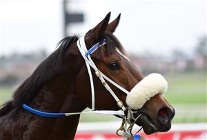 MELBOURNE, AUSTRALIA - JUNE 11: She Dances after winning Race 1, the Ive Print Handicap, during Melbourne Racing at Sandown Hillside on June 11, 2022 in Melbourne, Australia. (Photo by Vince Caligiuri/Getty Images)