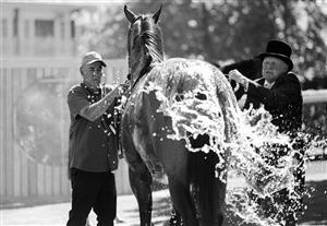 ASCOT, ENGLAND - JUNE 14: (EDITORS NOTE: This image has been converted to black and white.) A horse is cooled down inside the parade ring during Royal Ascot 2022 at Ascot Racecourse on June 14, 2022 in Ascot, England. (Photo by John Phillips/Getty Images for Ascot Racecourse)