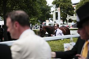 ASCOT, ENGLAND - JUNE 15: Horses in the Pre-Parade Ring inside the Royal Enclosure during Royal Ascot 2022 at Ascot Racecourse on June 15, 2022 in Ascot, England. (Photo by John Phillips/Getty Images for Ascot Racecourse)