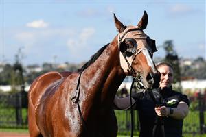 MELBOURNE, AUSTRALIA - JUNE 18: Nasraawy after winning Race 2, the Country Racing Victoria Handicap, during Melbourne Racing at Flemington Racecourse on June 18, 2022 in Melbourne, Australia. (Photo by Vince Caligiuri/Getty Images)