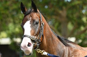 Danehill stakes bettingadvice genesis block ethereum