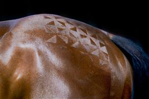 NEWMARKET, ENGLAND - SEPTEMBER 23: Quarter marks on a horse at Newmarket Racecourse on September 23, 2022 in Newmarket, England. (Photo by Alan Crowhurst/Getty Images)