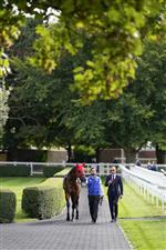 NEWMARKET, ENGLAND - SEPTEMBER 24: Flying Honours in the pre parade ring at Newmarket Racecourse on September 24, 2022 in Newmarket, England. (Photo by Alan Crowhurst/Getty Images)