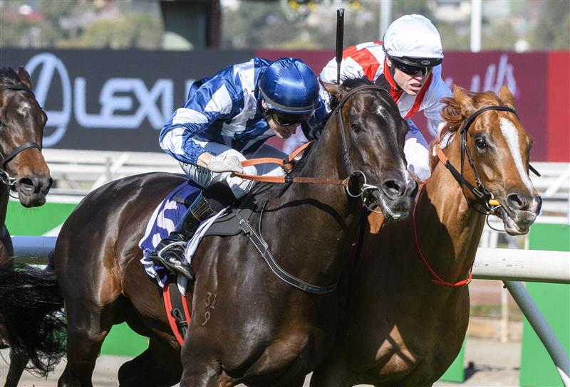 MELBOURNE, AUSTRALIA - OCTOBER 01: Craig Williams riding Giga Kick (r)winning Race 5, the Hq Tavern Danehill Stakes, during Turnbull Stakes Day at Flemington Racecourse on October 01, 2022 in Melbourne, Australia. (Photo by Vince Caligiuri/Getty Images)