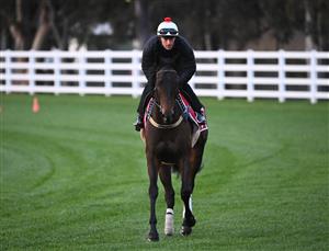 MELBOURNE, AUSTRALIA - OCTOBER 11: Josh Parr riding Duais during a trackwork session ahead of the Caulfield Cup at Caulfield Racecourse on October 11, 2022 in Melbourne, Australia. (Photo by Vince Caligiuri/Getty Images)