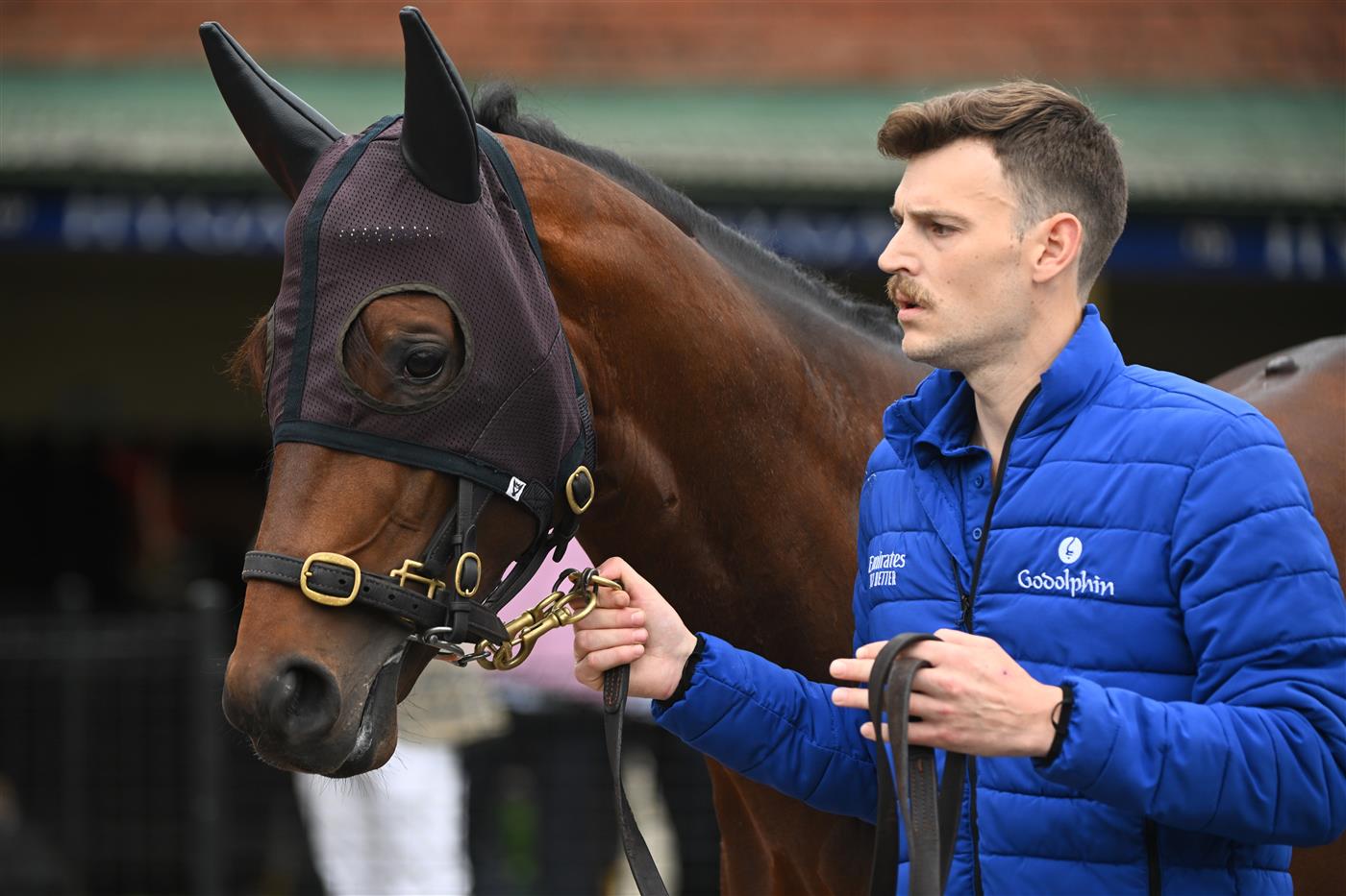MELBOURNE, AUSTRALIA - OCTOBER 22: Cox Plate runner Anamoe is seen parading during Cox Plate Day at Moonee Valley Racecourse on October 22, 2022 in Melbourne, Australia. (Photo by Vince Caligiuri/Getty Images)