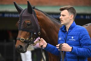 MELBOURNE, AUSTRALIA - OCTOBER 22: Cox Plate runner Anamoe is seen parading during Cox Plate Day at Moonee Valley Racecourse on October 22, 2022 in Melbourne, Australia. (Photo by Vince Caligiuri/Getty Images)