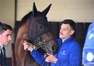 MELBOURNE, AUSTRALIA - OCTOBER 22: Cox Plate runner Anamoe is seen during Cox Plate Day at Moonee Valley Racecourse on October 22, 2022 in Melbourne, Australia. (Photo by Vince Caligiuri/Getty Images)