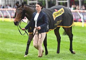 MELBOURNE, AUSTRALIA - OCTOBER 22: My Oberon after winning Race 6, the Schweppes Crystal Mile, during Cox Plate Day at Moonee Valley Racecourse on October 22, 2022 in Melbourne, Australia. (Photo by Vince Caligiuri/Getty Images)