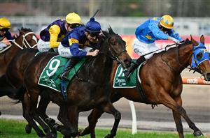 Melbourne Cup Day Tips - Race-by-Race Guide to Flemington