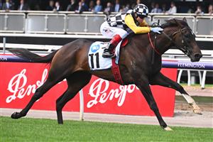 MELBOURNE, AUSTRALIA - OCTOBER 29: Craig Williams riding Perfect Thought winning Race 1, the Network 10 Carbine Club Stakes,  during 2022 Penfolds Victoria Derby Day at Flemington Racecourse on October 29, 2022 in Melbourne, Australia. (Photo by Vince Caligiuri/Getty Images)