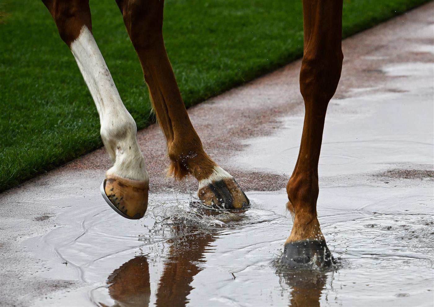 MELBOURNE, AUSTRALIA - NOVEMBER 01: General view of horses hoofs in the wet conditions during 2022 Lexus Melbourne Cup Day at Flemington Racecourse on November 01, 2022 in Melbourne, Australia. (Photo by Vince Caligiuri/Getty Images)