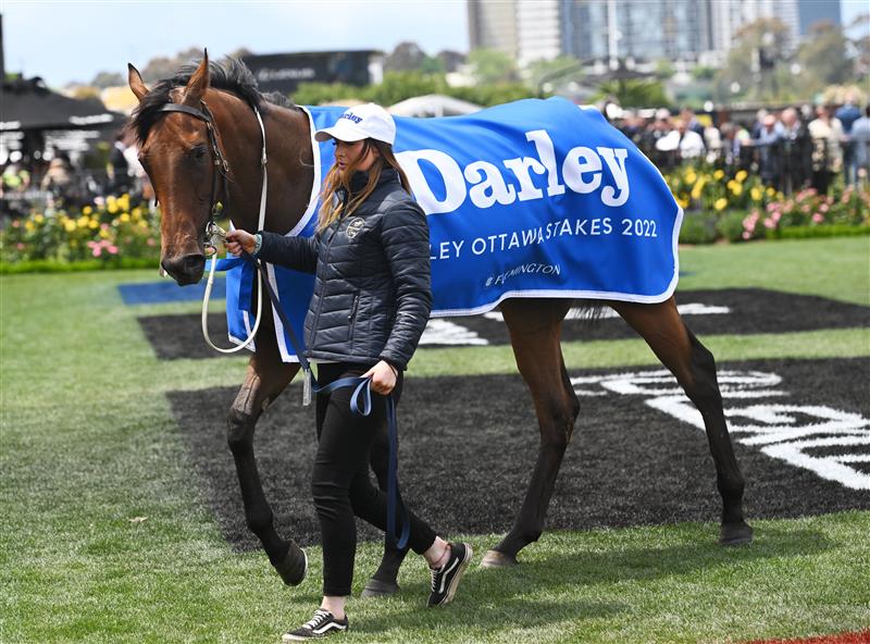 MELBOURNE, AUSTRALIA - NOVEMBER 03: Charm Stone after winning Race 2, the Darley Ottawa Stakes during 2022 Kennedy Oaks Day at Flemington Racecourse on November 03, 2022 in Melbourne, Australia. (Photo by Vince Caligiuri/Getty Images)