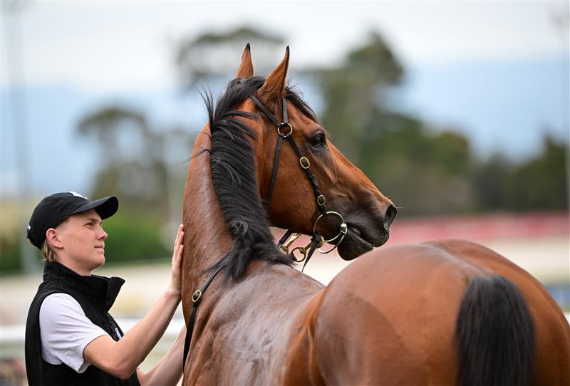 CRANBOURNE, AUSTRALIA - NOVEMBER 12: Garza Blanca after winning Race 4, the Frankston Sand Soil & Mini Mix 3yo, during Melbourne Racing on Cranbourne Cup Day at Cranbourne Racecourse on November 12, 2022 in Cranbourne, Australia. (Photo by Vince Caligiuri/Getty Images)