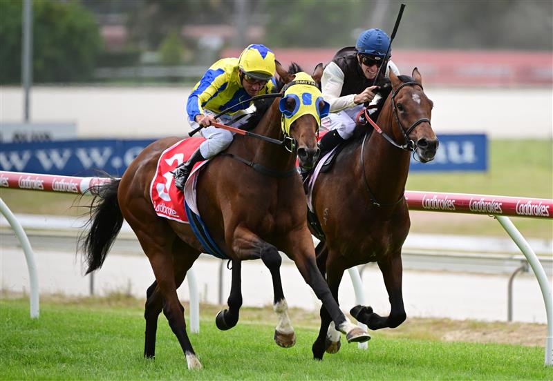 CRANBOURNE, AUSTRALIA - NOVEMBER 12: Damien Oliver riding Kissinger winning Race 3, the Reed Cranes & Transport Marathon, during Melbourne Racing on Cranbourne Cup Day at Cranbourne Racecourse on November 12, 2022 in Cranbourne, Australia. (Photo by Vince Caligiuri/Getty Images)