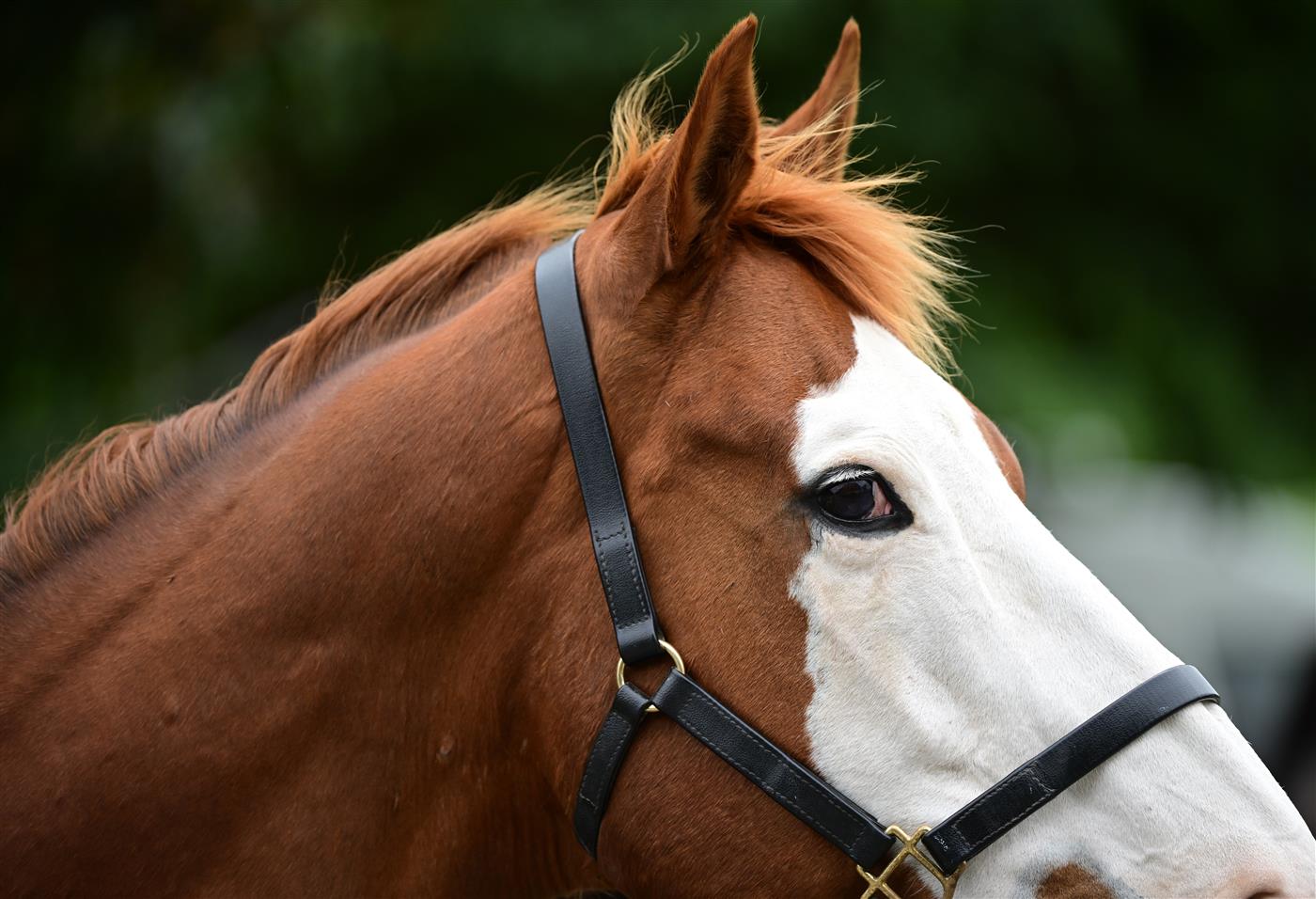 CRANBOURNE, AUSTRALIA - NOVEMBER 12: Apache Cat is seen during Melbourne Racing on Cranbourne Cup Day at Cranbourne Racecourse on November 12, 2022 in Cranbourne, Australia. (Photo by Vince Caligiuri/Getty Images)