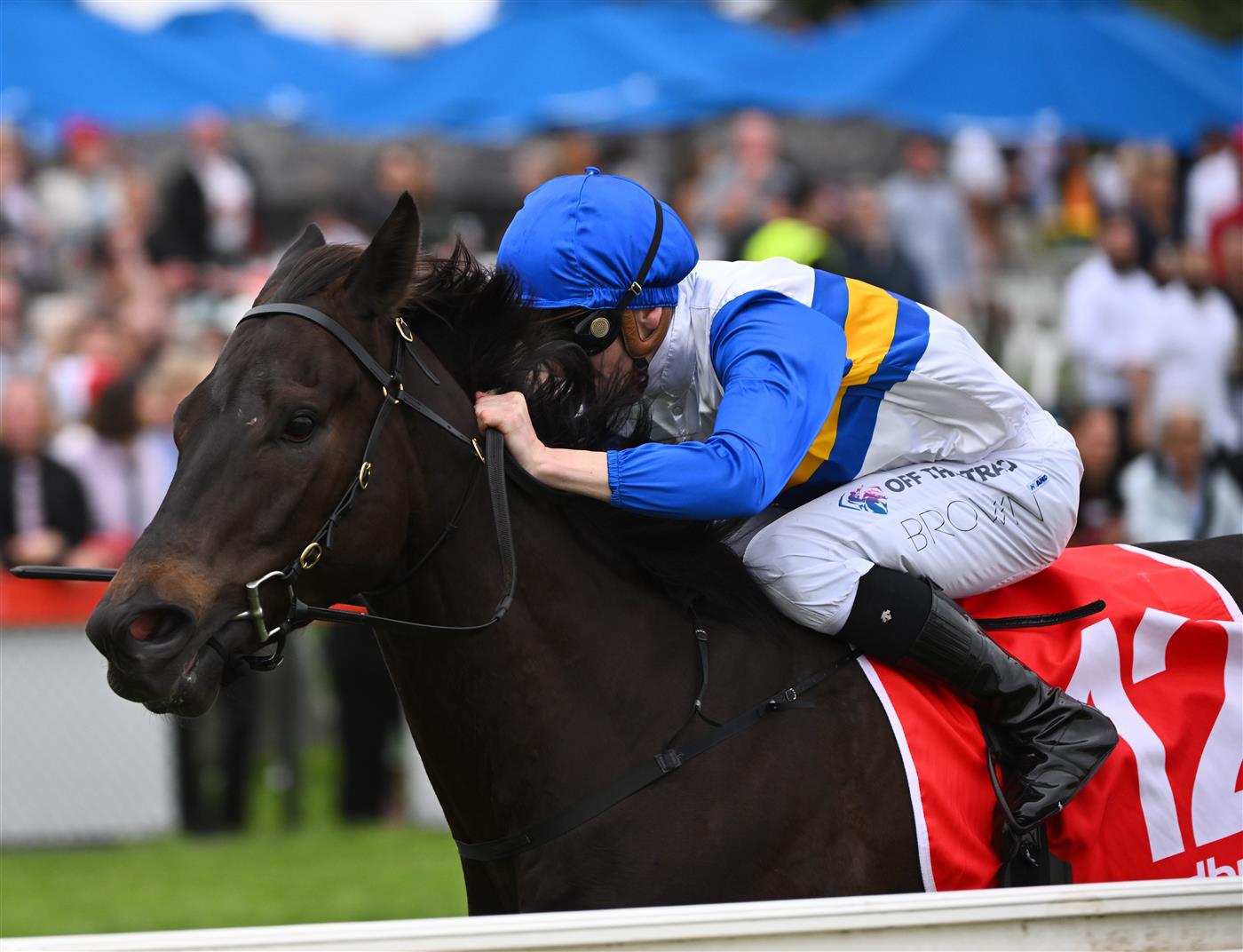 CRANBOURNE, AUSTRALIA - NOVEMBER 12: Ethan Brown riding Jigsaw winning Race 8, the Procon Developments Apache Cat Classic, during Melbourne Racing on Cranbourne Cup Day at Cranbourne Racecourse on November 12, 2022 in Cranbourne, Australia. (Photo by Vince Caligiuri/Getty Images)