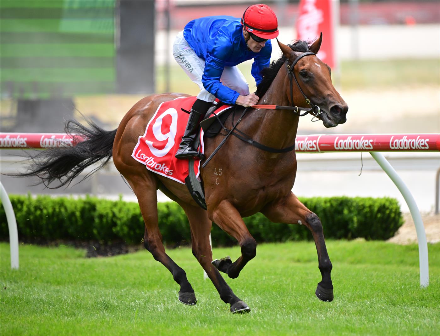 CRANBOURNE, AUSTRALIA - NOVEMBER 12: Mark Zahra riding Remedies winning Race 1, the Rhino The Wrecker 2yo Plate,  during Melbourne Racing on Cranbourne Cup Day at Cranbourne Racecourse on November 12, 2022 in Cranbourne, Australia. (Photo by Vince Caligiuri/Getty Images)