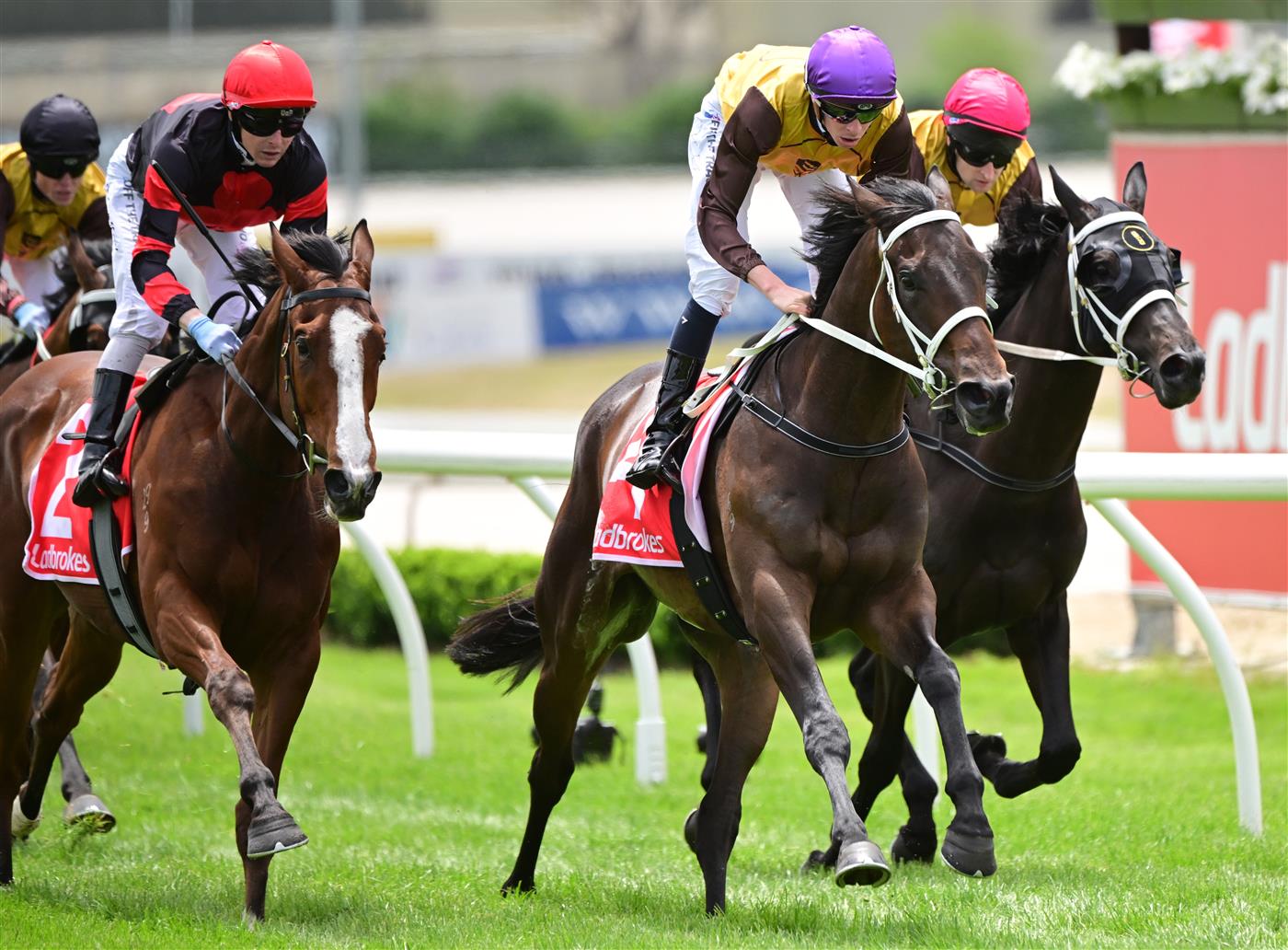 CRANBOURNE, AUSTRALIA - NOVEMBER 12: Michael Dee riding Serangoon winning Race 2, the Obrien Real Estate Cranbourne Classic, during Melbourne Racing on Cranbourne Cup Day at Cranbourne Racecourse on November 12, 2022 in Cranbourne, Australia. (Photo by Vince Caligiuri/Getty Images)