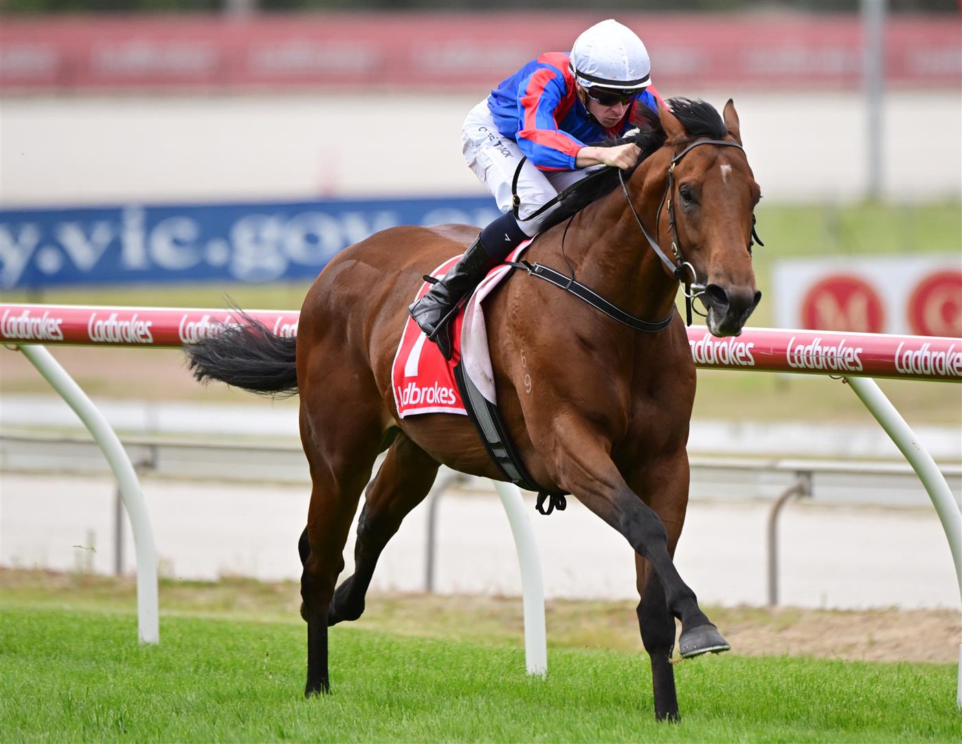 CRANBOURNE, AUSTRALIA - NOVEMBER 12: Michael Dee riding Garza Blanca winning Race 4, the Frankston Sand Soil & Mini Mix 3yo, during Melbourne Racing on Cranbourne Cup Day at Cranbourne Racecourse on November 12, 2022 in Cranbourne, Australia. (Photo by Vince Caligiuri/Getty Images)