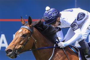 NEWCASTLE, AUSTRALIA - NOVEMBER 12: Tyler Schiller on King Frankel wins race 4 the Nzb Insurance The Beauford during Racing at Newcastle Racecourse on November 12, 2022 in Newcastle, Australia. (Photo by Mark Evans/Getty Images)