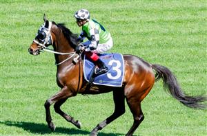 Railway Stakes Betting Odds - Local four-year-old's prominent